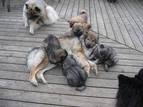 Eurasier Jessica - Jessica bliver overfaldet af sine hvalpe. billede 4