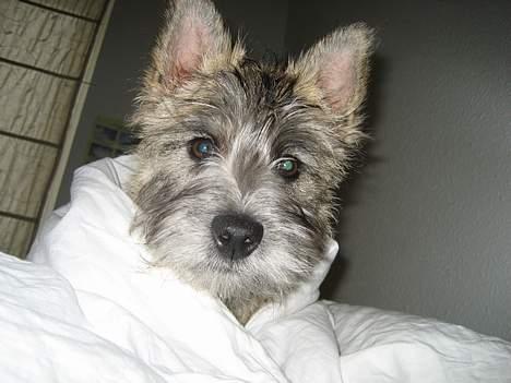 Cairn terrier Malou aka Sheriffen  - Lidt hygge en søndagmorgen :) billede 17