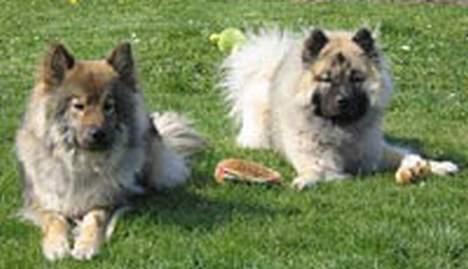 Eurasier Jessica - Jessica og Tilo billede 6