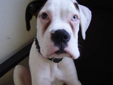 Boxer Aron - Aron billede 1