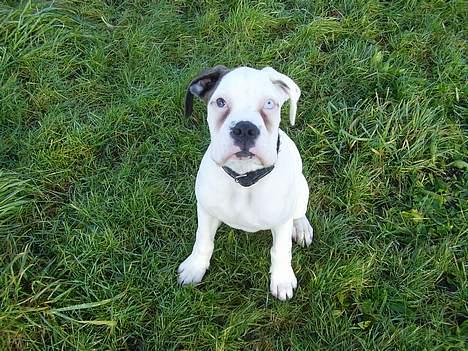 Boxer Aron billede 2