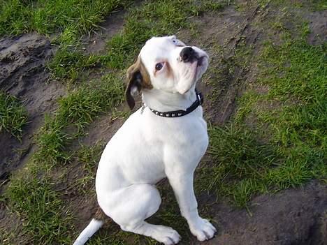 Boxer Aron billede 3