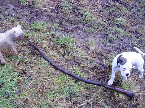 Boxer Aron - En lidt for stor pind til 2 små hunde billede 4