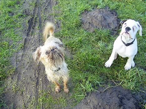 Boxer Aron - Aron og han "storebror" kenzo billede 5