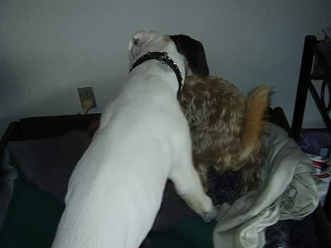 Boxer Aron billede 6