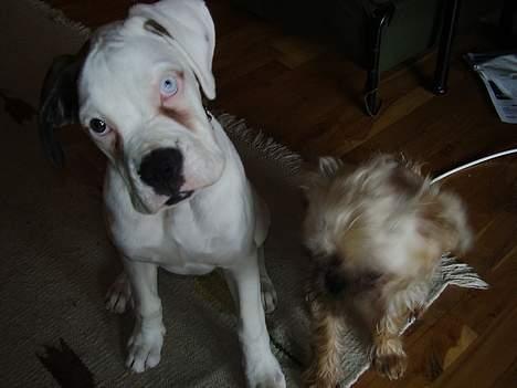 Boxer Aron billede 7