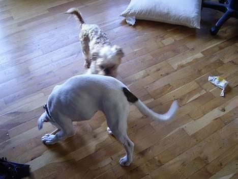 Boxer Aron billede 8