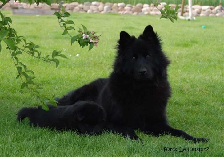 Eurasier Paris - Nyder sommeren med mine børn billede 1