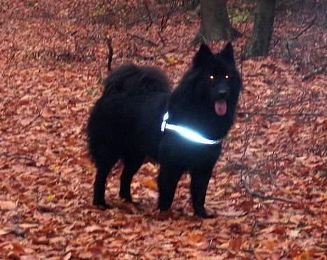 Eurasier Paris - En tur i de polske skove er skønt billede 2