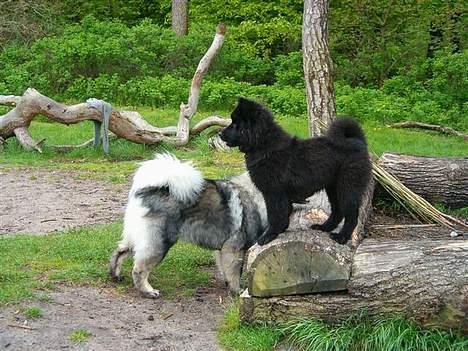 Eurasier Paris - 4 måneder gammel billede 4