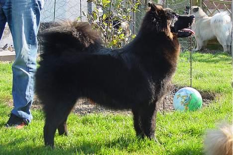 Eurasier Paris - Er jeg ikke dejlig.  8 mdr. gammel. billede 7