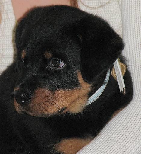 Rottweiler Vom Hause Luna's Bodie billede 1
