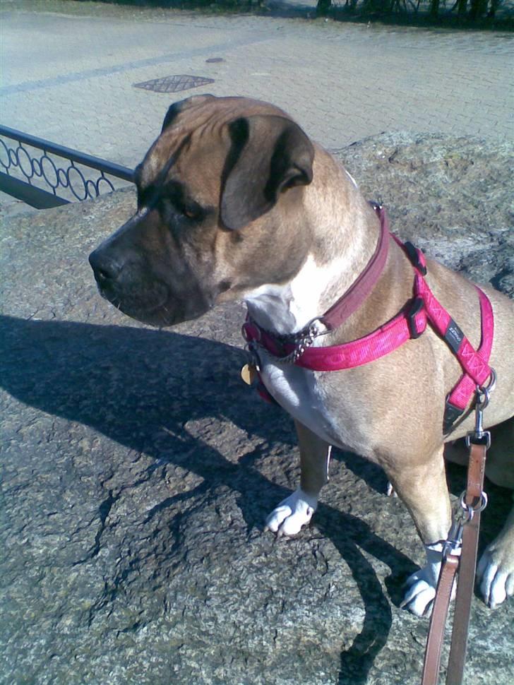 Blanding af racer kikki - dette er fra en af de første dage lige efter vi havde fået hende billede 1