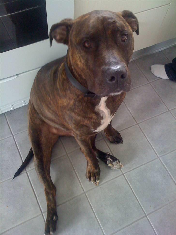 Amerikansk staffordshire terrier Tyson - Jeg tigger ikke særlig meget, når mor laver mad.... billede 3