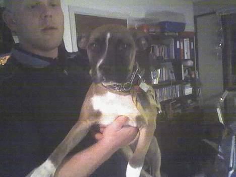 Blanding af racer kikki - dette er Kikki det er ca 1½ mdr siden  billede 2