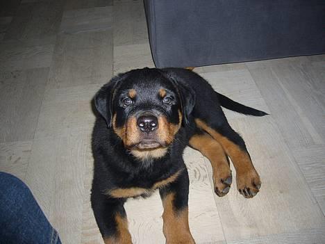 Rottweiler Vom Hause Luna's Bodie billede 3