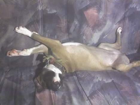 Blanding af racer kikki - Kikki når hun har det bedst på sofaen og slapper af billede 3