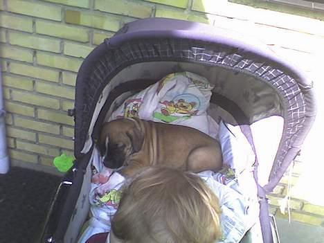 Blanding af racer kikki - dette er fra den 28/8.2006 hvor jeg fik kikki med hjem billede 4