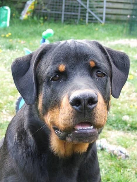 Rottweiler Vom Hause Luna's Bodie billede 4