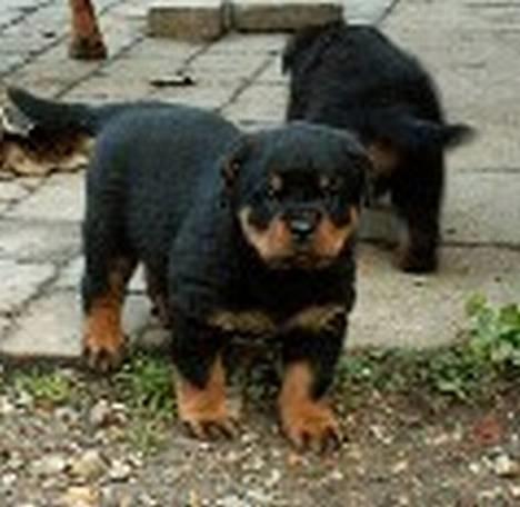 Rottweiler Vom Hause Luna's Bodie billede 5