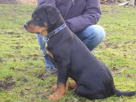 Rottweiler Vom Hause Luna's Bodie billede 6