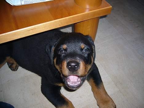 Rottweiler Vom Hause Luna's Bodie billede 7