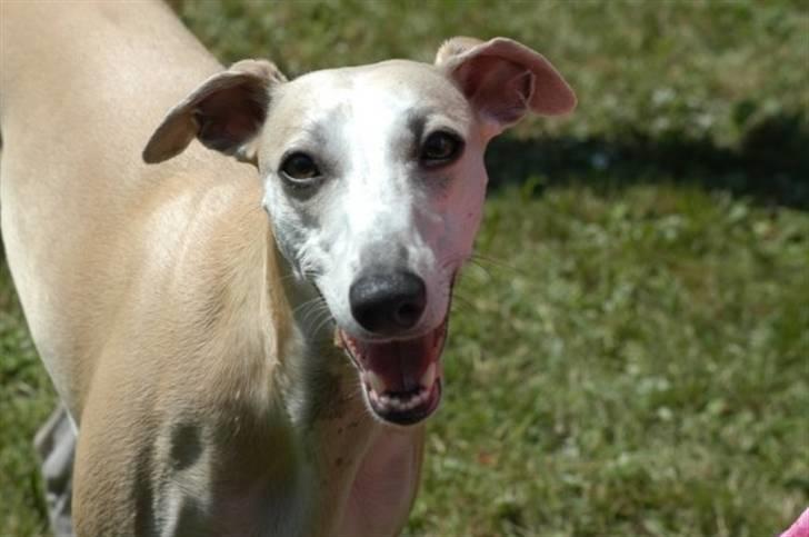 Whippet Frontrunner's Mandi - Hej Jeg hedder Mandi, er jeg ikke sød? billede 1