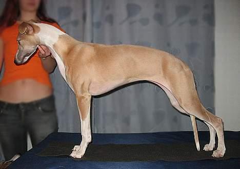 Whippet Frontrunner's Mandi - Fra den ene side  billede 2