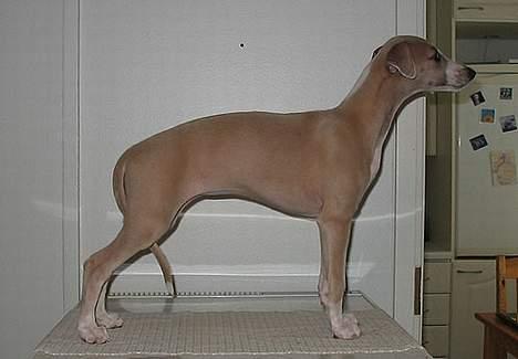 Whippet Frontrunner's Mandi - og fra den anden side billede 3