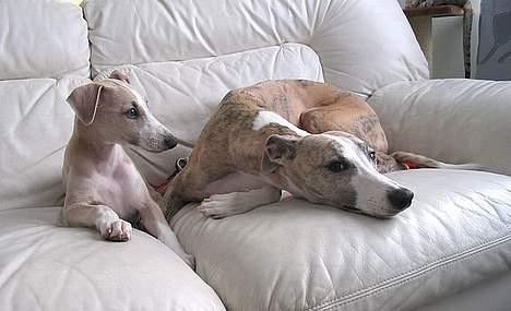 Whippet Frontrunner's Mandi - Mandi med sin finske veninde Meggie. billede 4