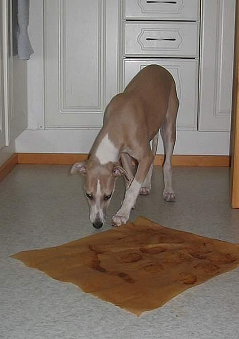 Whippet Frontrunner's Mandi - Se min plet. billede 5