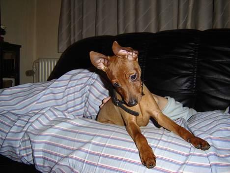 Dvaergpinscher piv - he he min bror bonzo må ikke være her kun mig og mor billede 1