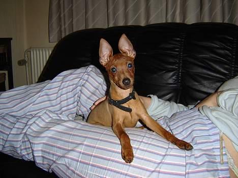 Dvaergpinscher piv - ja tage bare flere fotos jeg er jo mors dreng hi he billede 2
