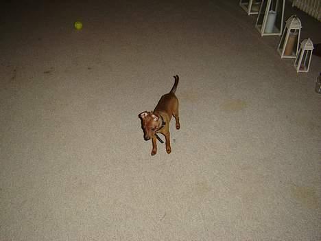 Dvaergpinscher piv billede 3