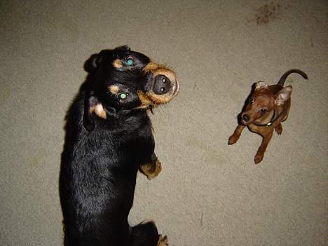 Dvaergpinscher piv billede 4