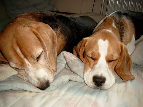 Beagle Carla - Min mor og jeg putter lige lidt sammen billede 7