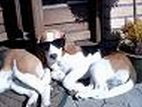 Beagle Carla - Cool nok  billede 8