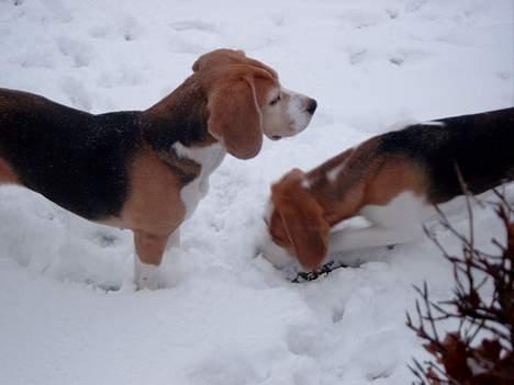 Beagle Carla billede 9