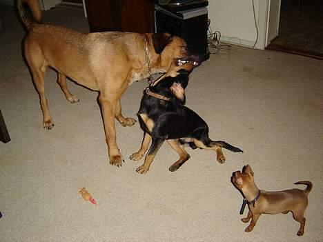 Dvaergpinscher piv billede 5