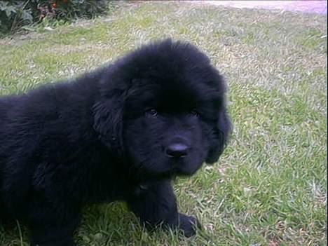 Newfoundlænder Walther - Som hvalp billede 8