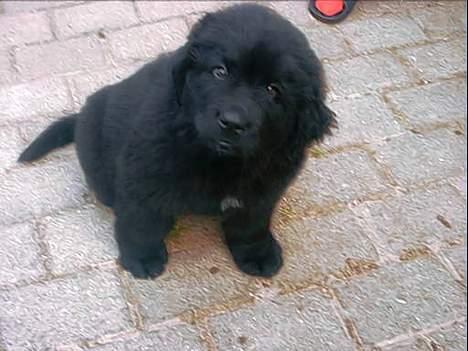 Newfoundlænder Walther - Som hvalp billede 9