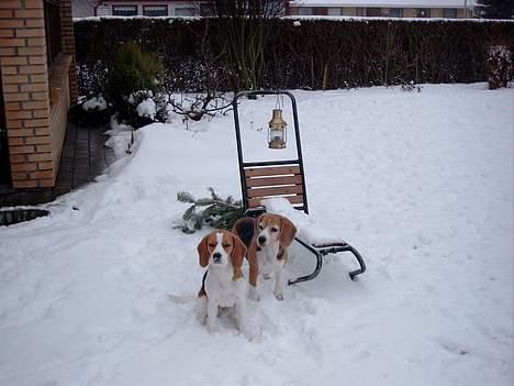 Beagle Carla billede 10