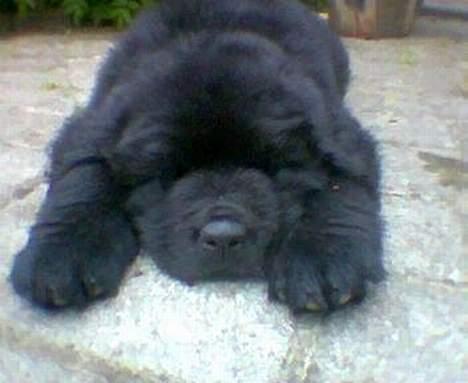 Newfoundlænder Walther - Som hvalp billede 10