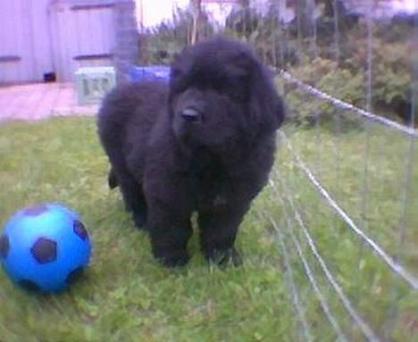 Newfoundlænder Walther - Som hvalp billede 11