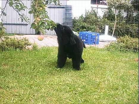 Newfoundlænder Walther - Som hvalp billede 12