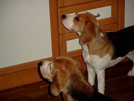 Beagle Carla billede 11