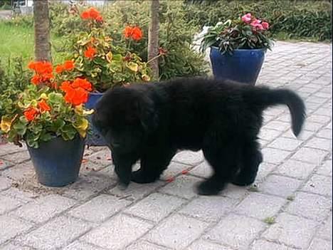 Newfoundlænder Walther - Som hvalp billede 13