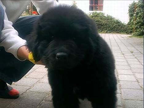 Newfoundlænder Walther - Som hvalp billede 14