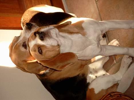 Beagle Carla billede 12
