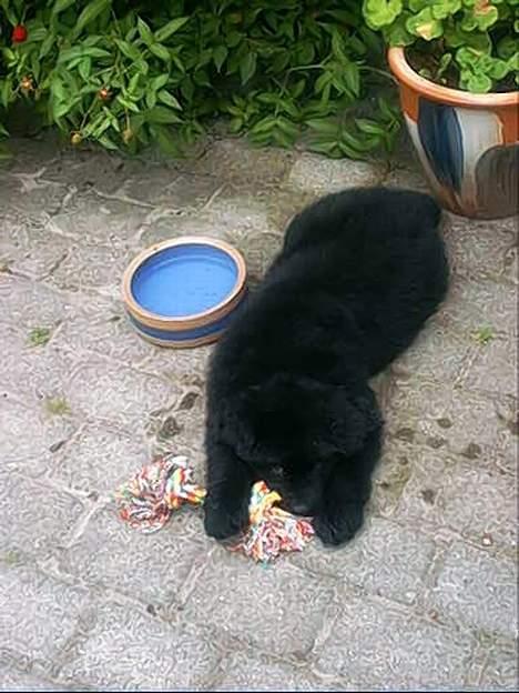 Newfoundlænder Walther - Som hvalp billede 15